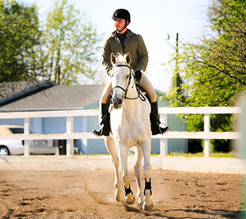 Equestrian Studies Undergraduate Programs