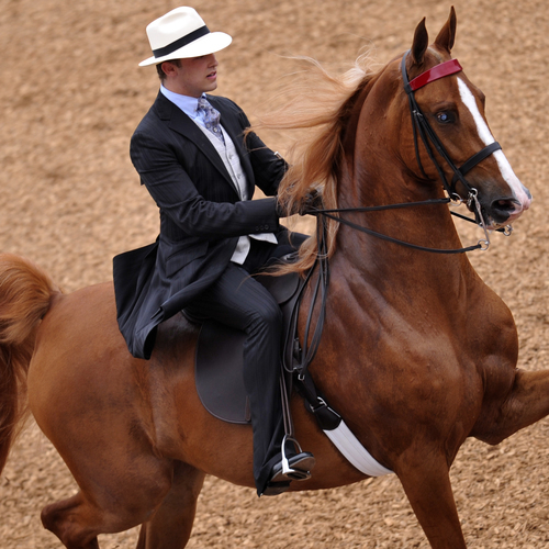Equestrian Studies Undergraduate Programs