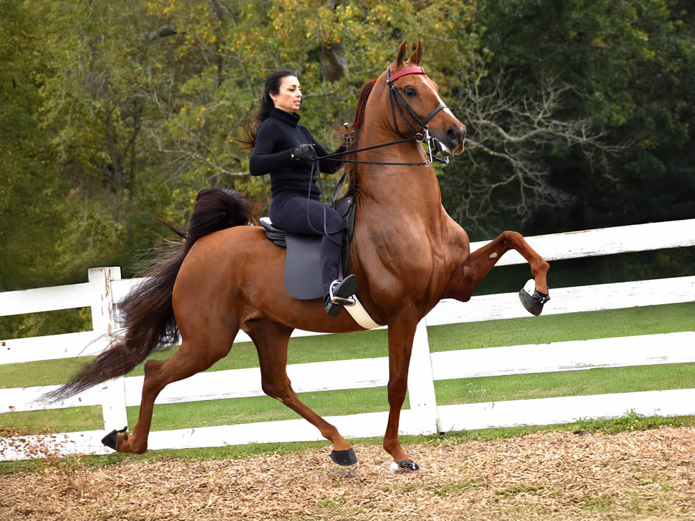 (Photo by Karly Morgan, Saddlethreads)