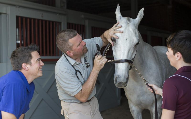 barnes-equestrian-shoot-116 (1)