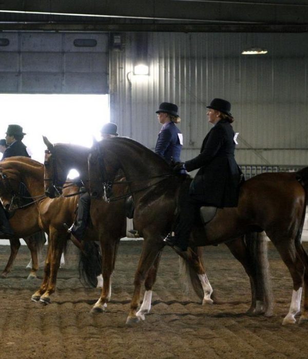 Horse Shows and Ribbons